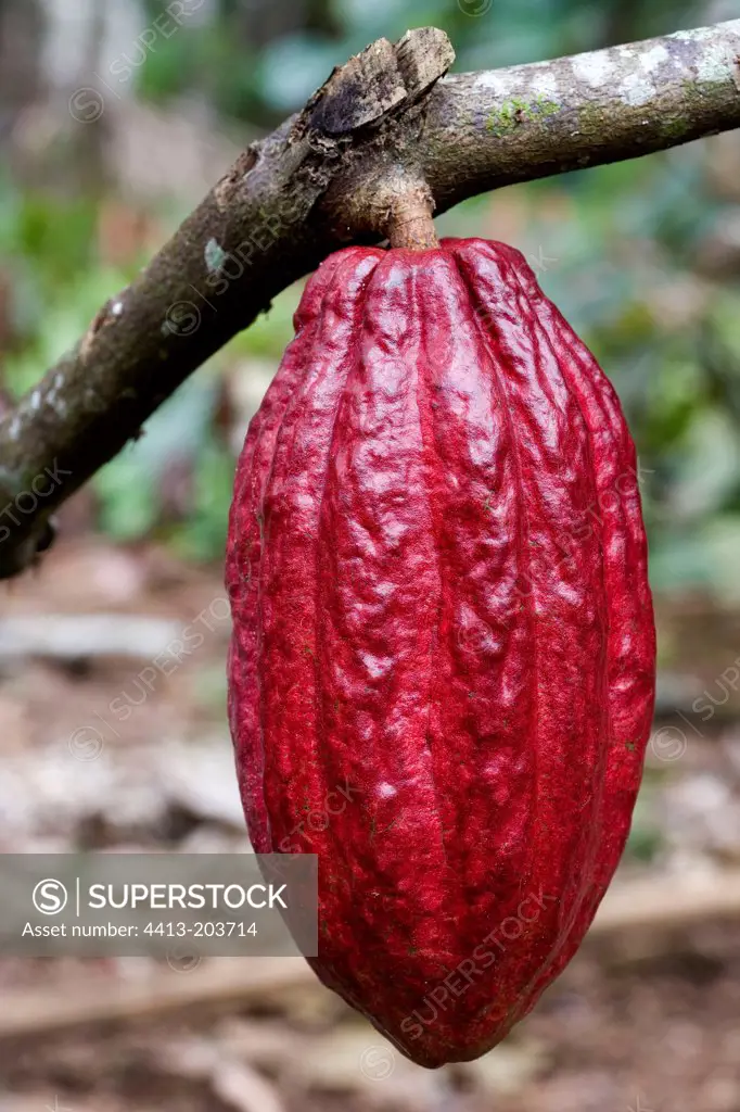 Ripe Cocoa pod Costa Rica