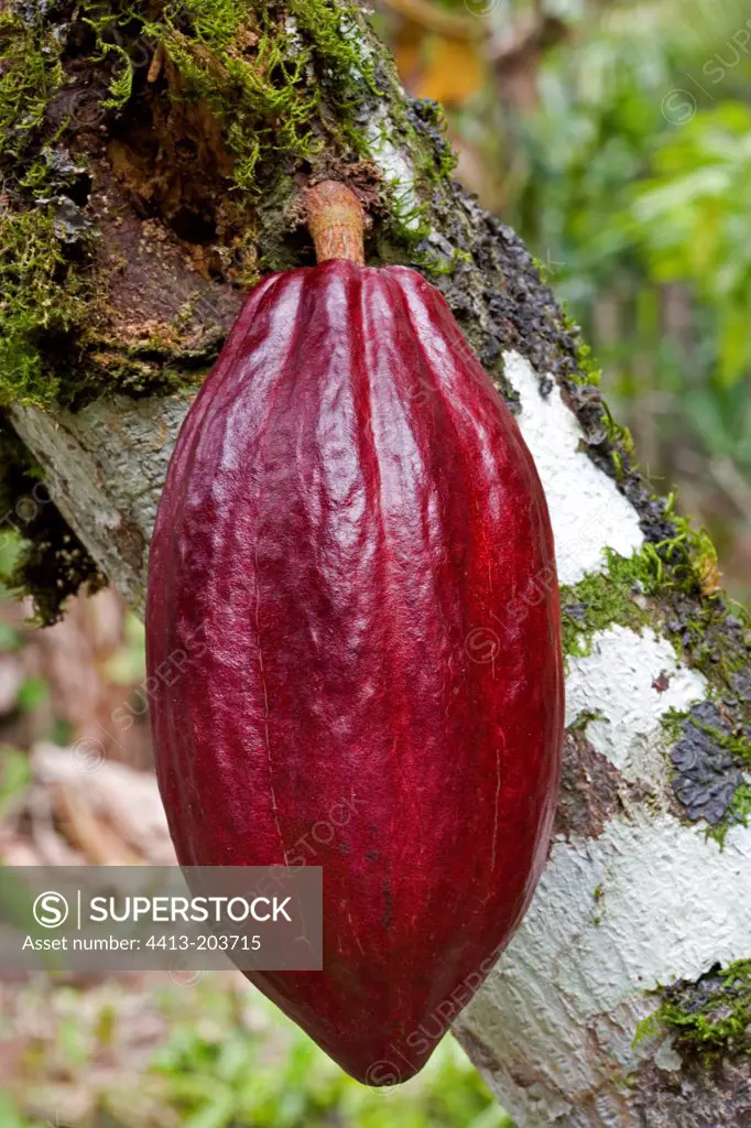 Ripe Cocoa pod Costa Rica