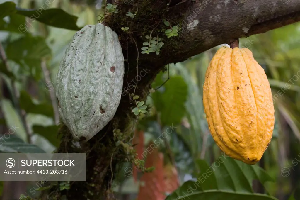Yellow ripe Cocoa an green unripe pod Costa Rica