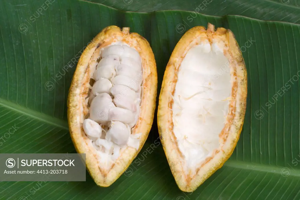 Ripe Cocoa pod opened filled with seeds Costa Rica