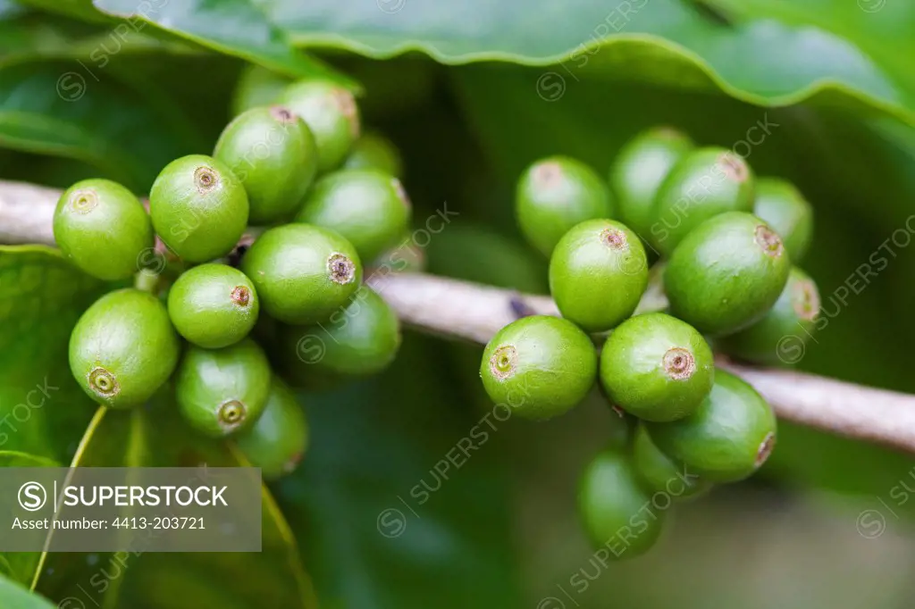 Green Bays of Coffee tree on the plant Costa Rica