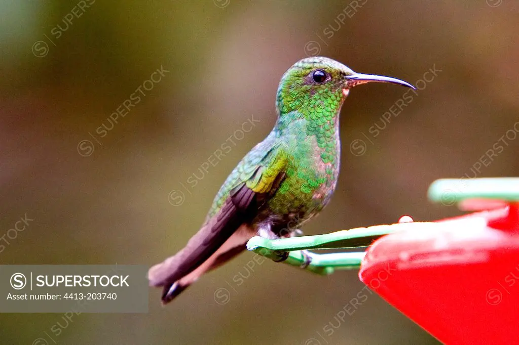 Coppery-headed emerald on a sweet water distributor