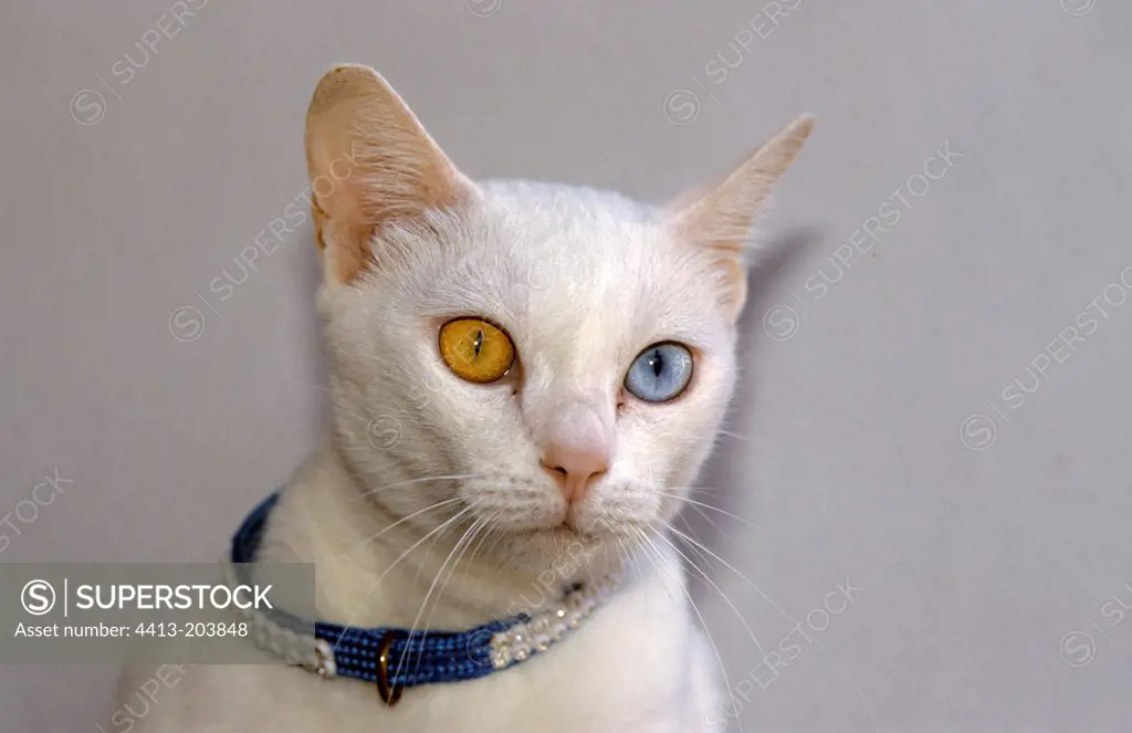White cat with different colored eyes Thailand