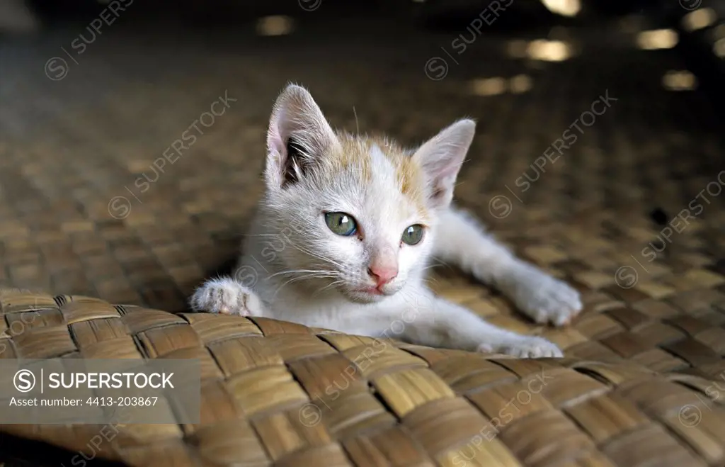 Kitten lie down on a osier rug Cambodia