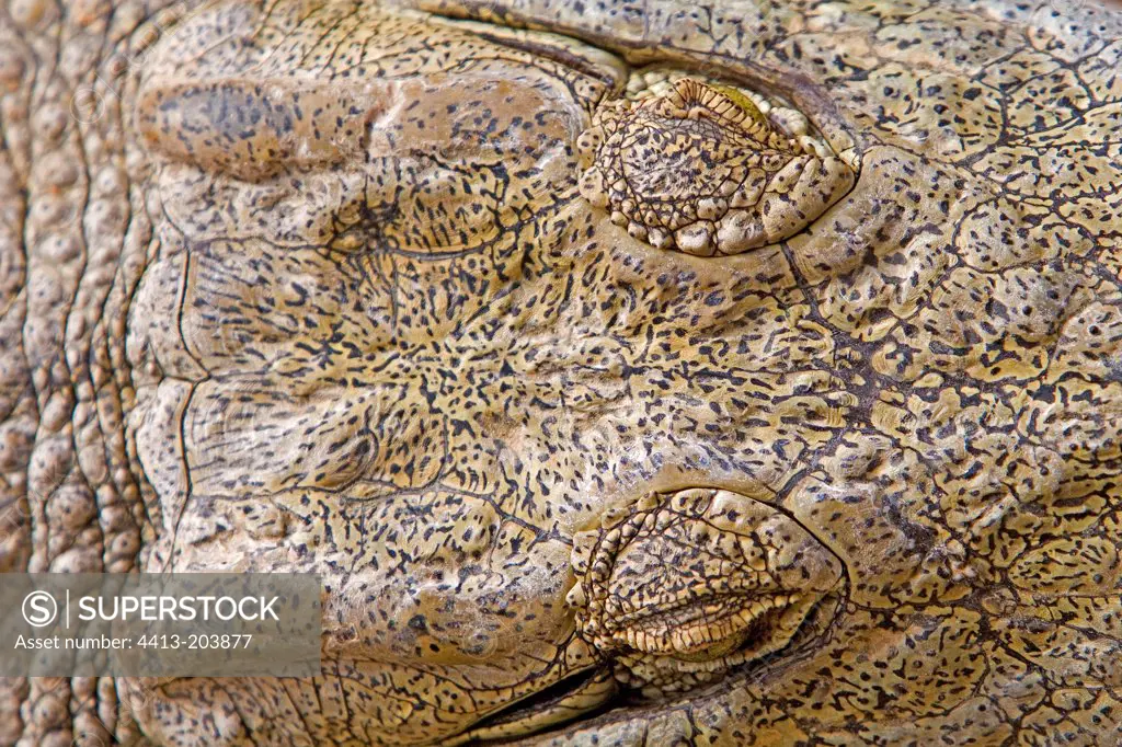 Eyes of Nil Crocodile Ferme aux Crocodiles France