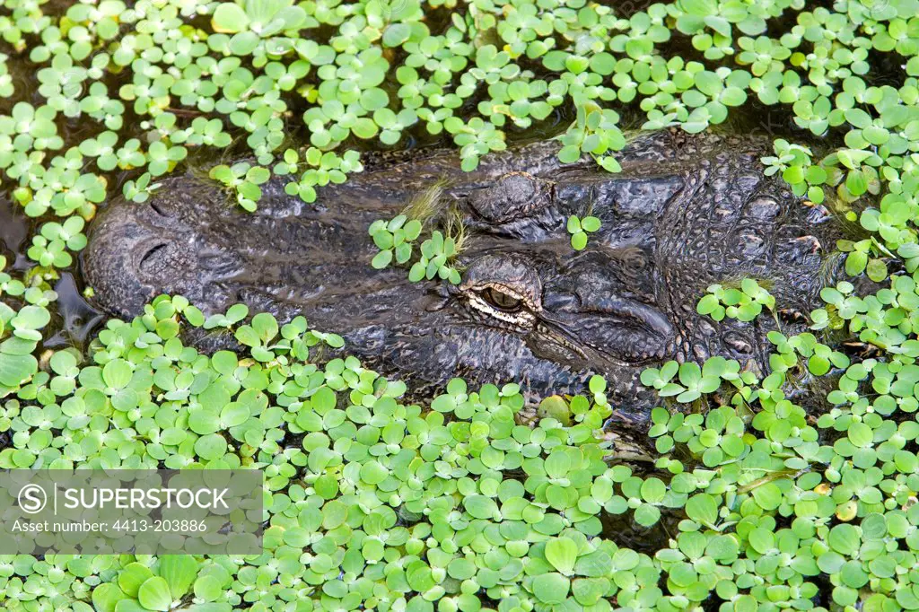 American Alligator Ferme aux Crocodiles France