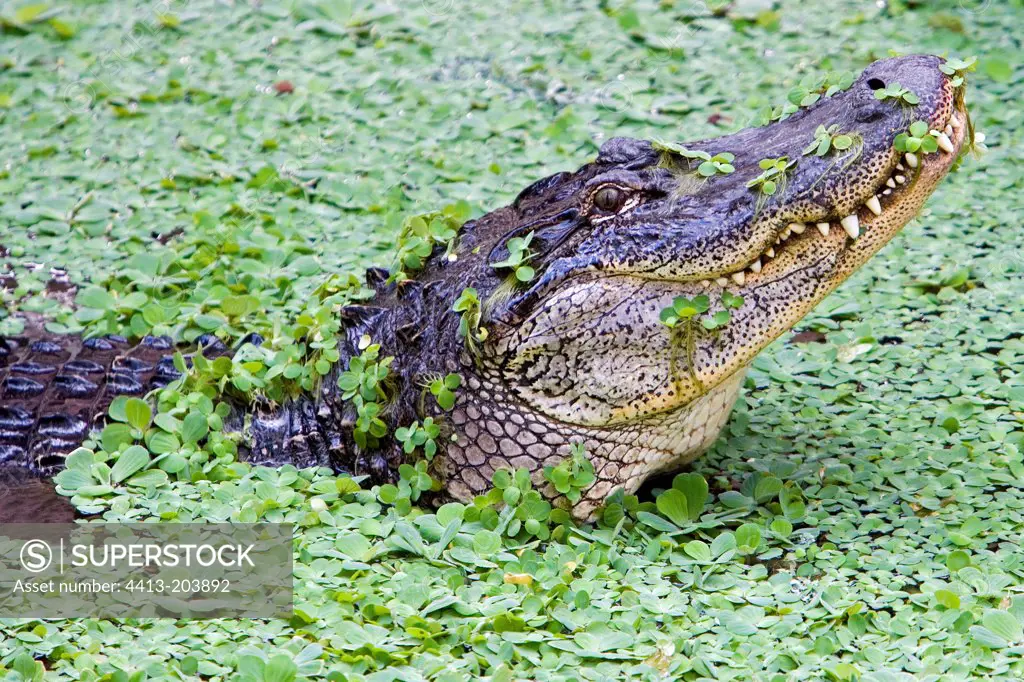 American Alligator Ferme aux Crocodiles France