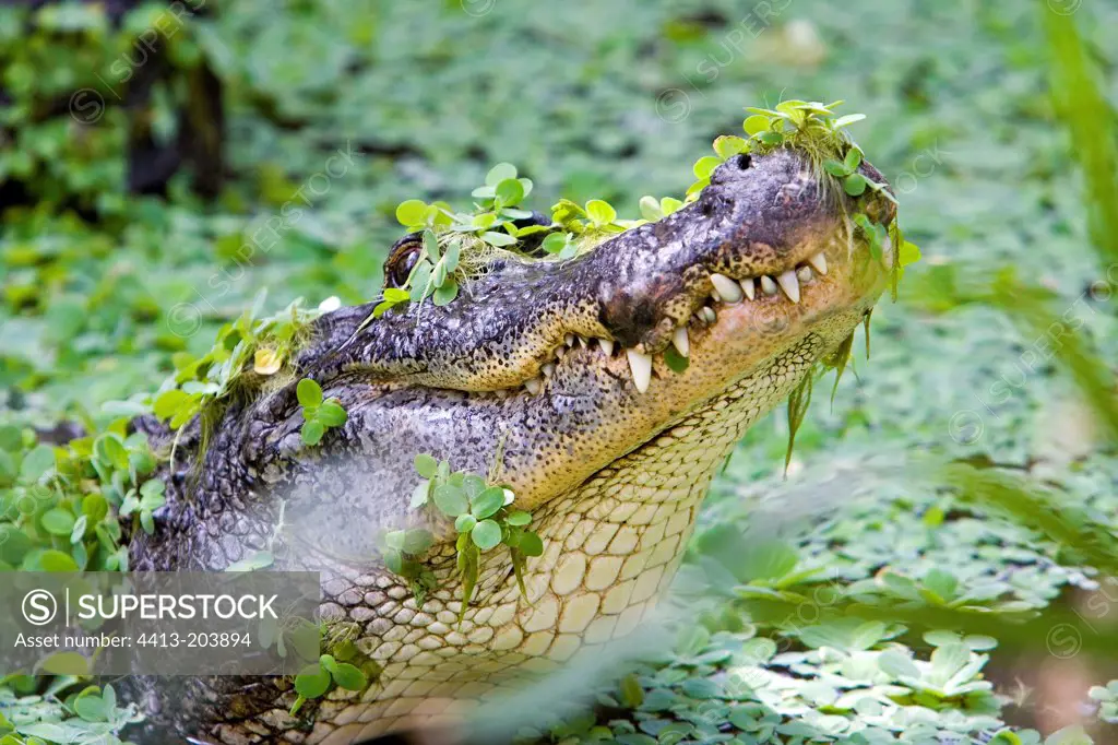 Portrait of American Alligator Ferme aux Crocodiles France