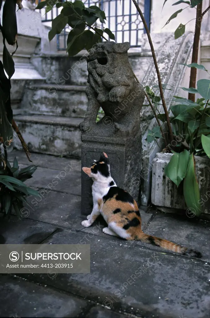 She-cat smelling a statue at the foot of a pagoda Thailand
