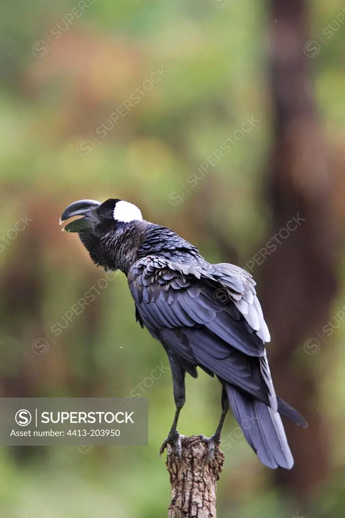 Thick-billed Raven Surma country Ethiopia