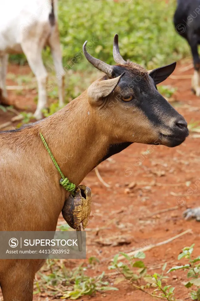Surma goat with a bell made out of a tortoise Ethiopia