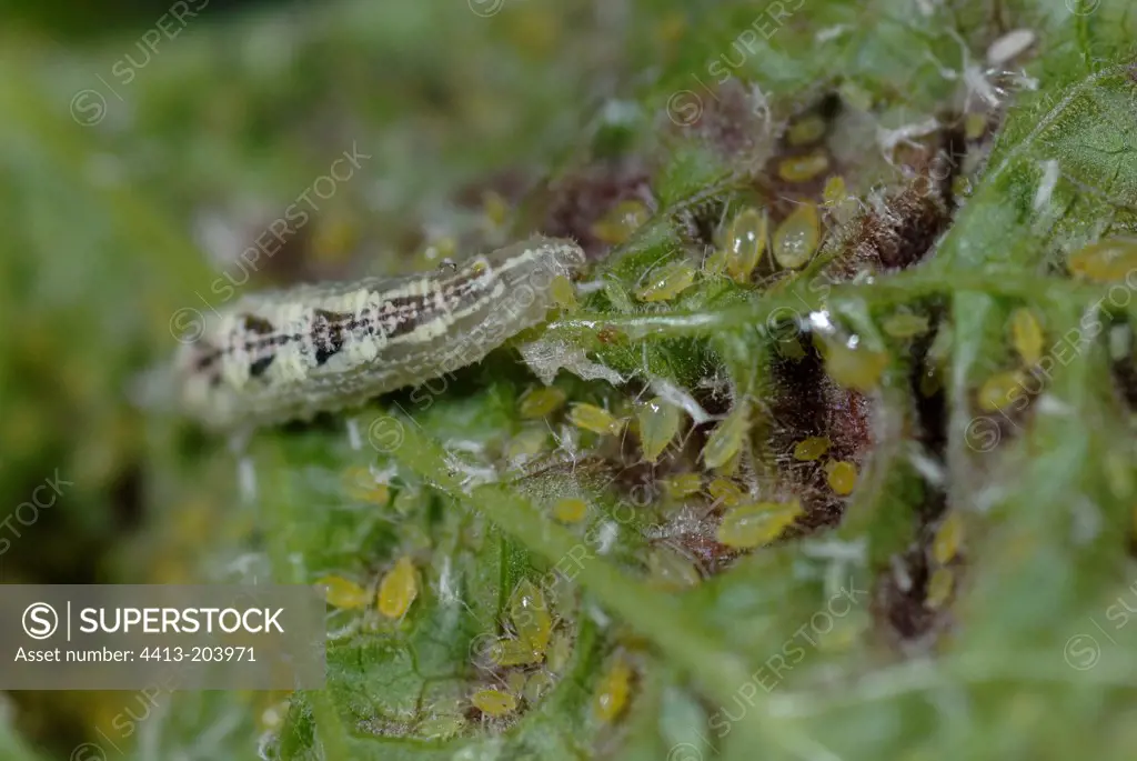 Marmalade hover-fly larva eating aphids on a leaf France