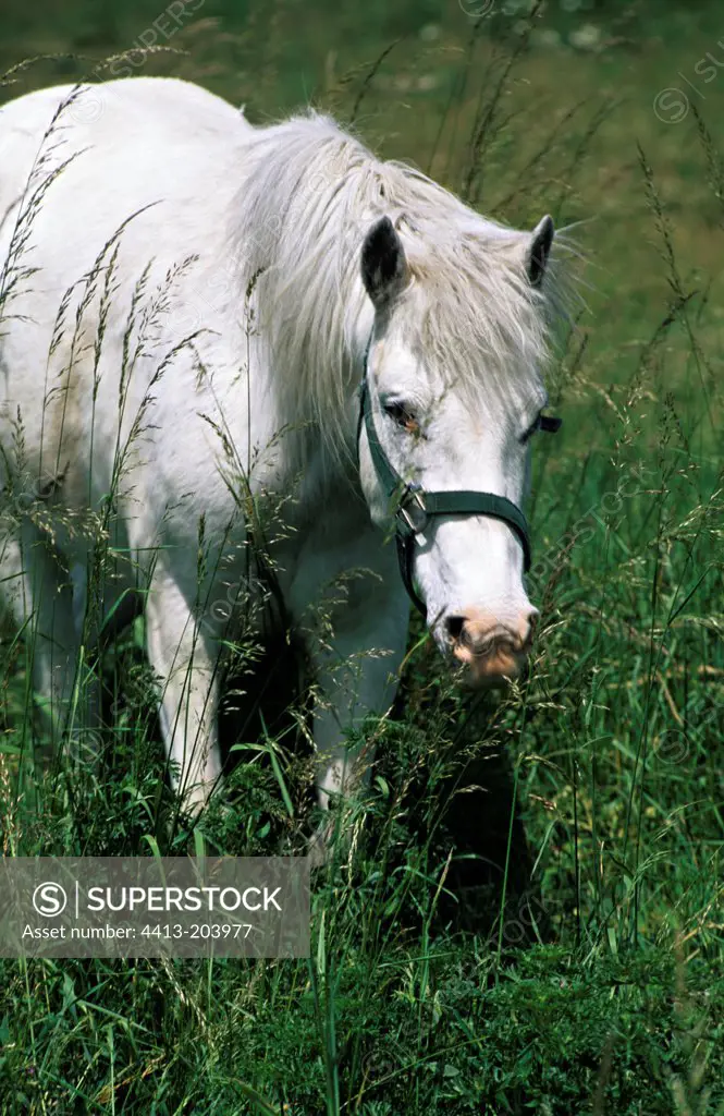 White horse in a meadow in beautiful season Nièvre France