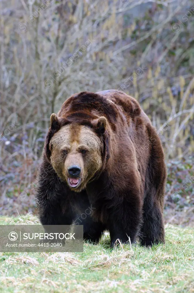 Anxious male brown bear of the arrival of another bear France