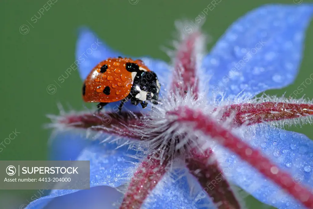 Sevenspotted lady beetle on a Common borage flower France