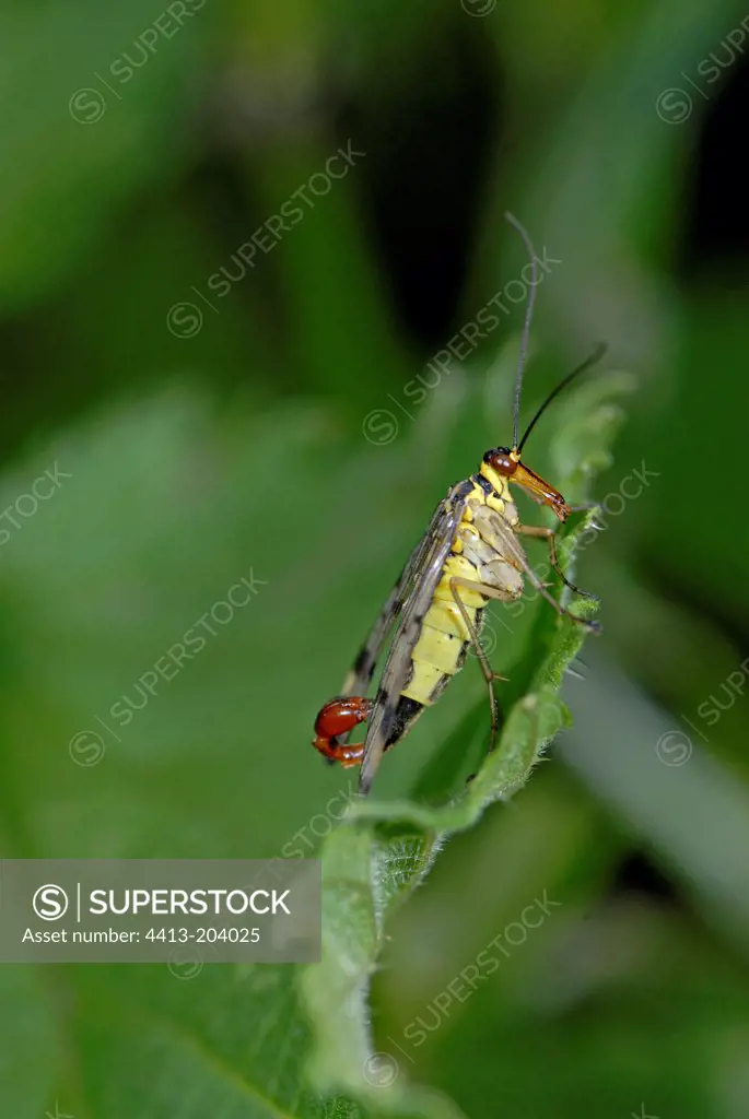 Common scorpion fly male on a leaf AlsaceFrance