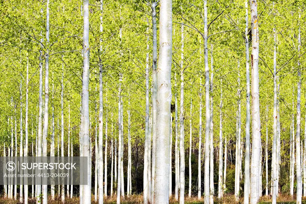 Light effect on a planted forest of Poplars France