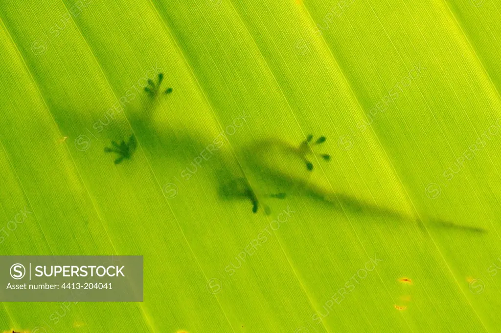 Madagascar day gecko on a leaf Mananara Madagascar