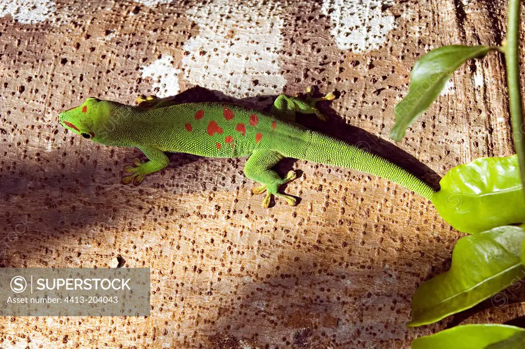 Madagascar day gecko on a trunk Mananara Madagascar