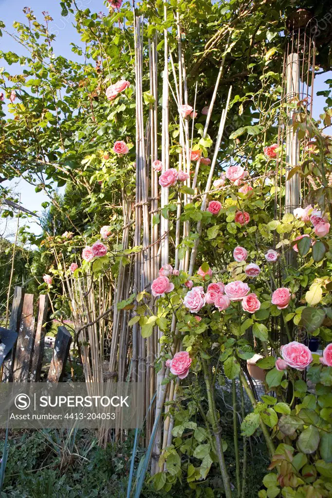 Rose 'Constance Spry' climbing on bamboo Jardins d'Harmonie