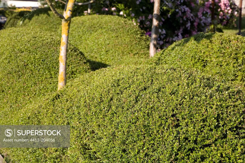 Waved cut hedge of Honeysuckle at the Jardins d'Harmonie