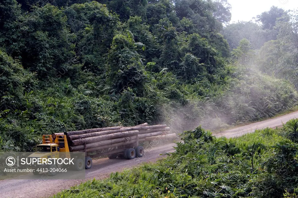 Log truck evacuating small logs Danum Valley Sabah