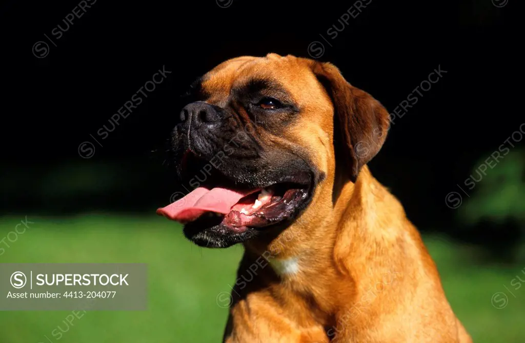 Portrait of a Boxer dog France