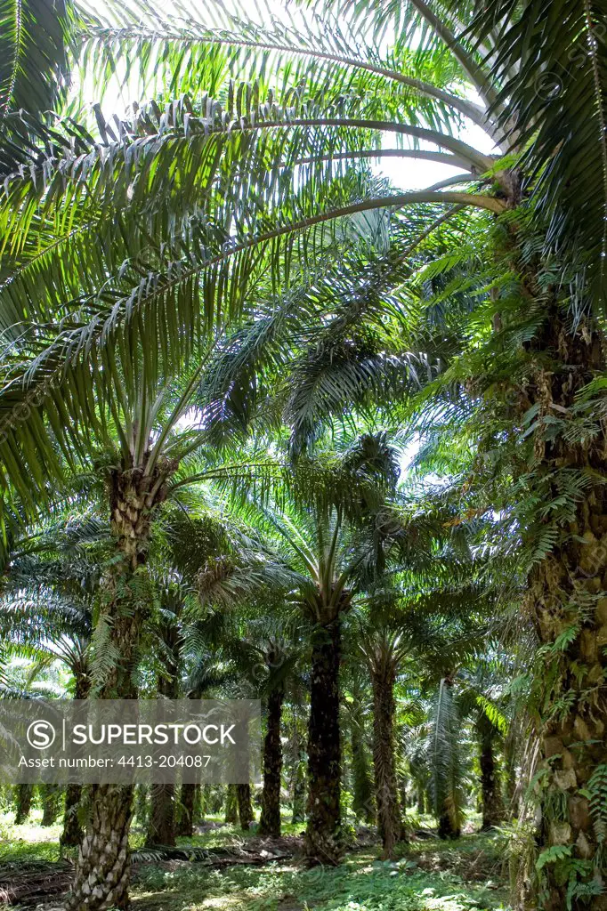 Plantation of oil palms Sabbah Malaysia