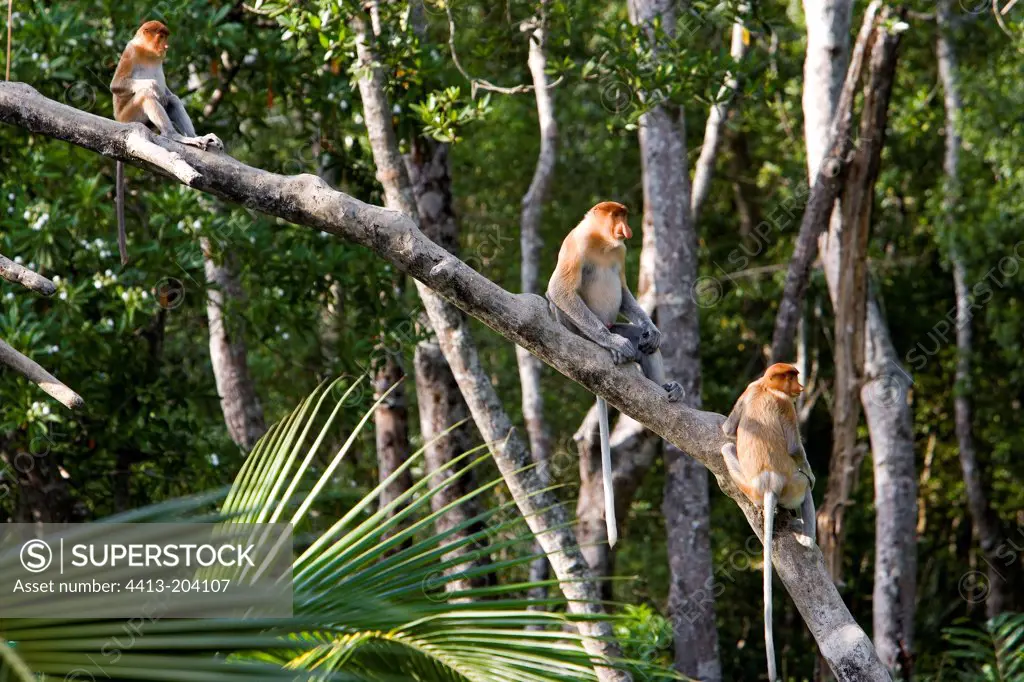 Proboscis monkeys male and female Labuk Bay Sabah
