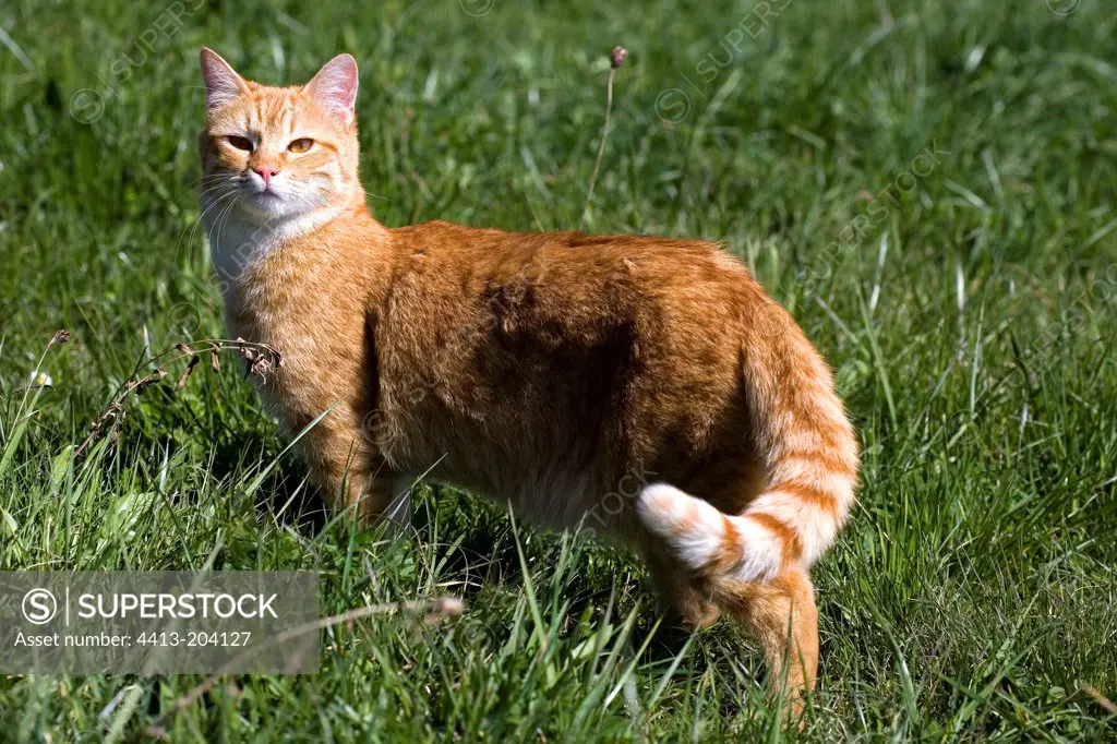 Alley cat in meadow France
