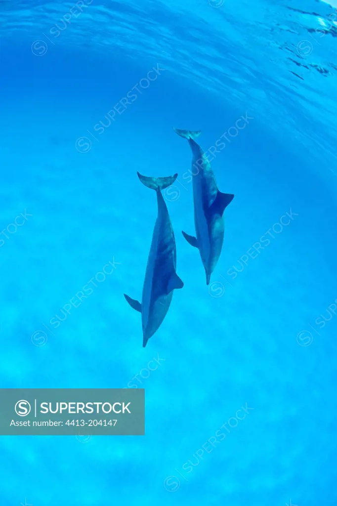 Spinner Dolphins Ras Samadaï Red Sea Egypt