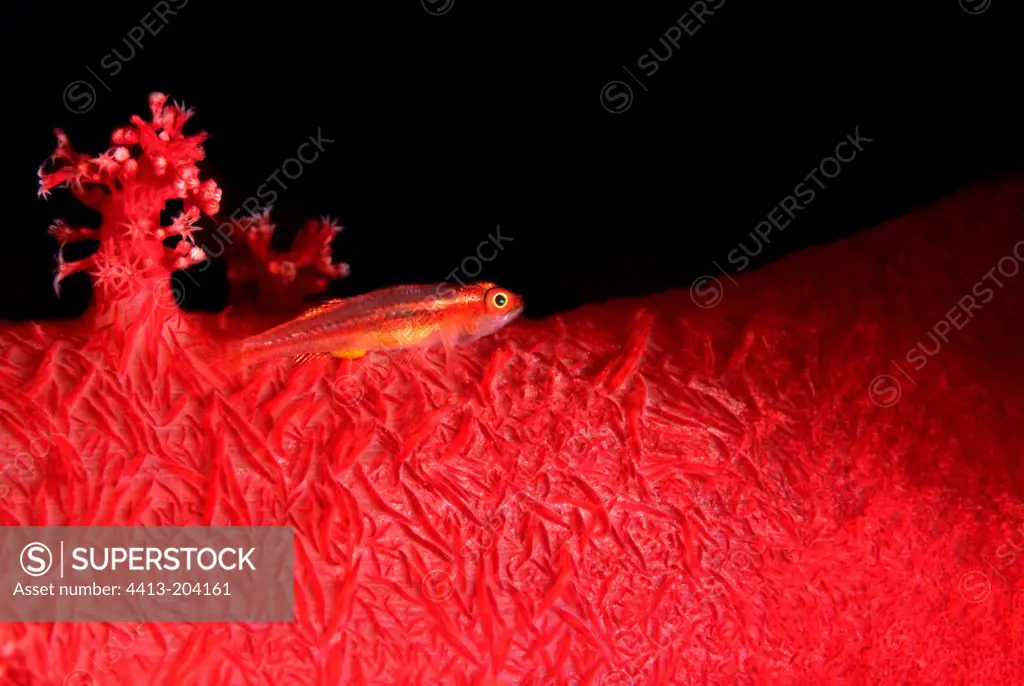 Gobie mimetic on soft coral Mersa Alam Egypt Red Sea