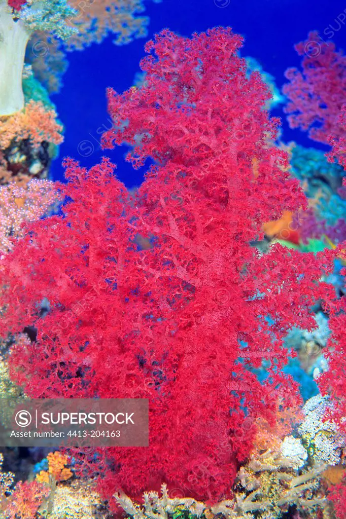 Soft coral Mersa Alam Egypt Red Sea