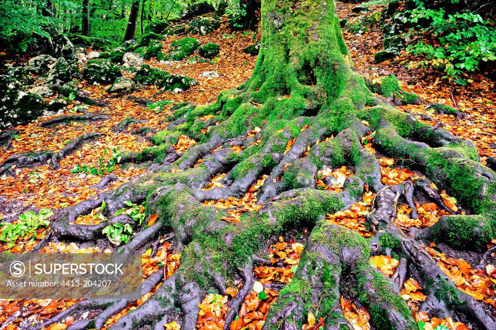 Roots of Common beech and dead leafs France