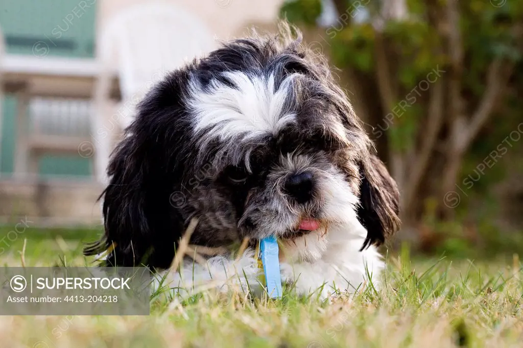 Poodle playing with a pin in clothes in a garden