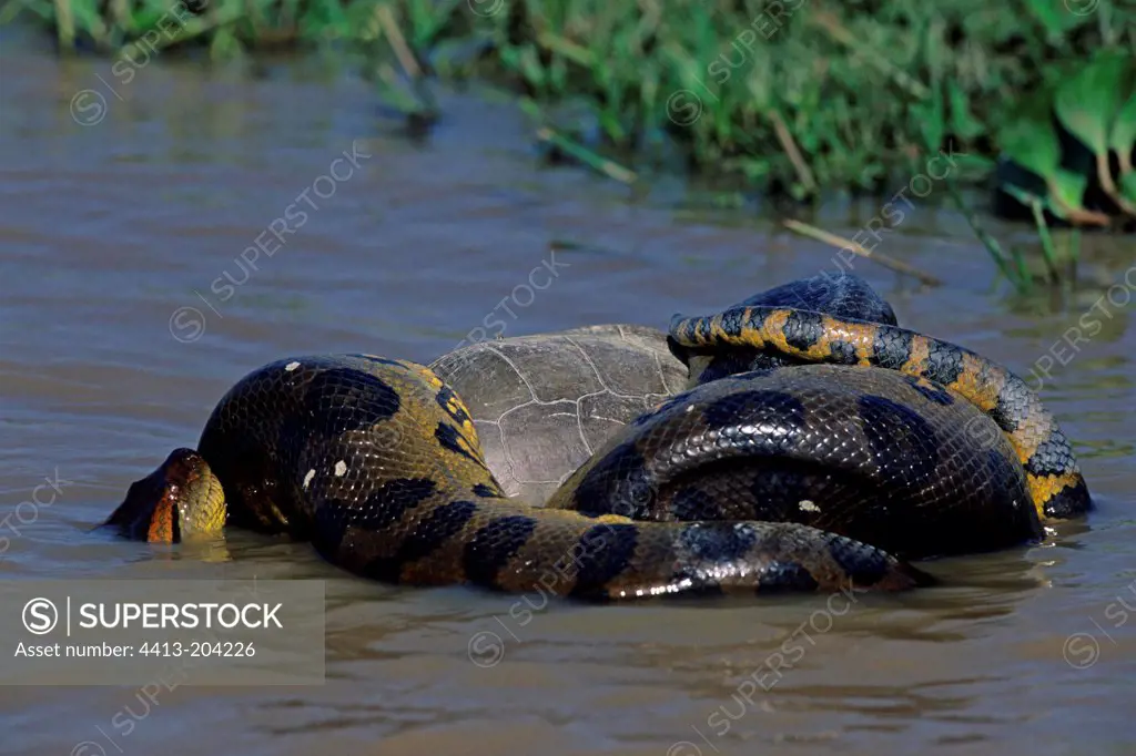 Green Anaconda suffocating a fresh water turtle Venezuela