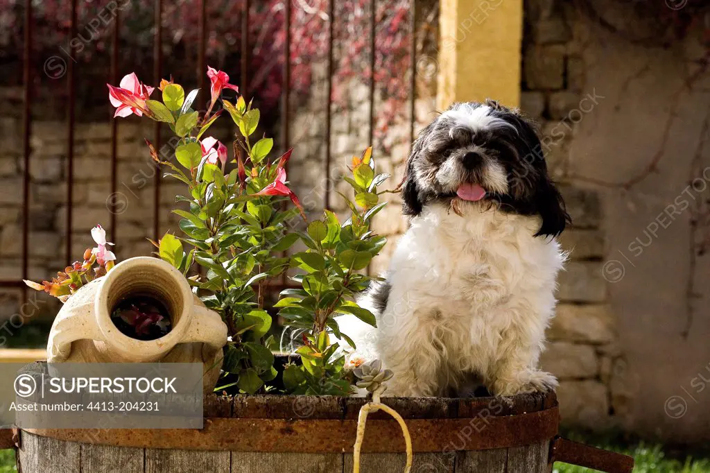 Poodle sitting in a flower pot in a garden