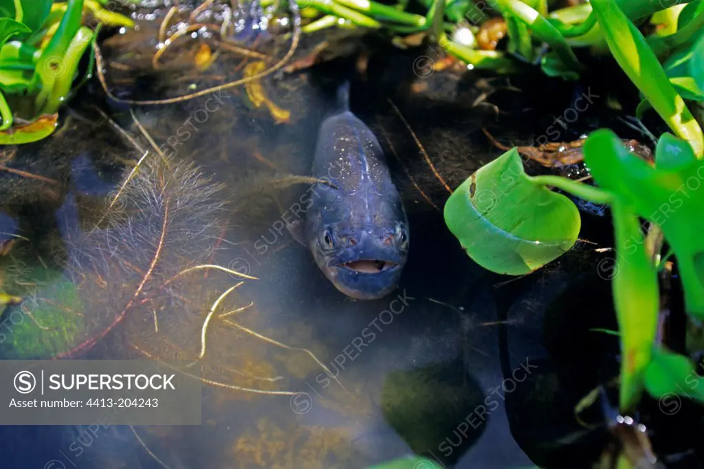 Piranha suffocating during dry season Venezuelan Llanos