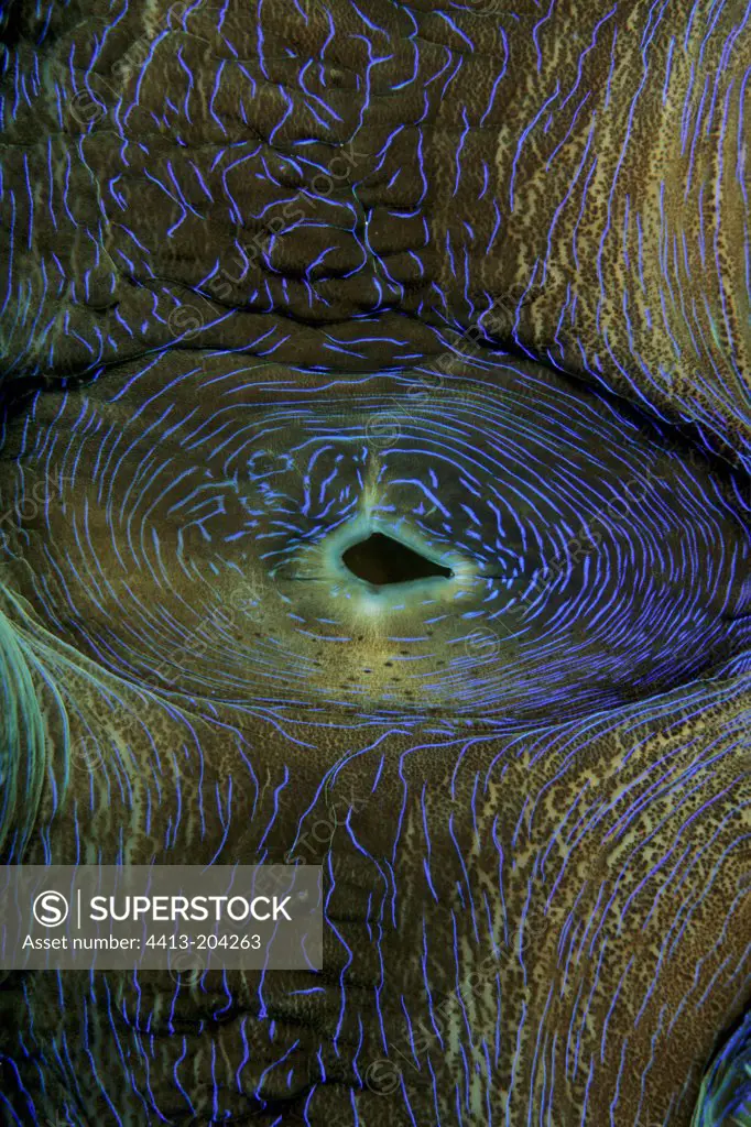 Siphon of Giant Clam New Caledonia