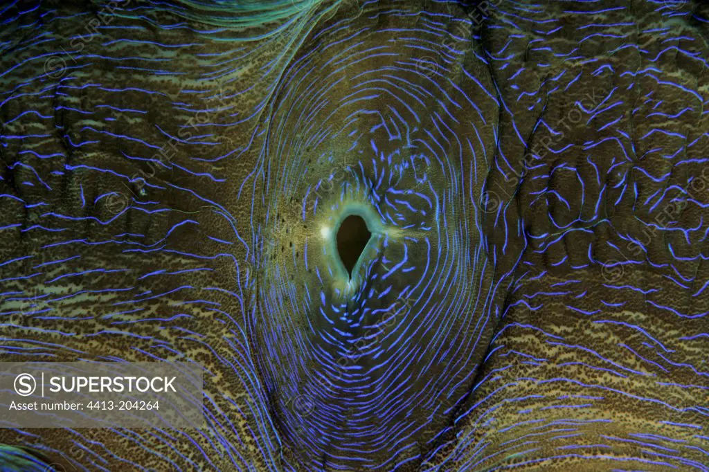 Siphon of Giant Clam New Caledonia