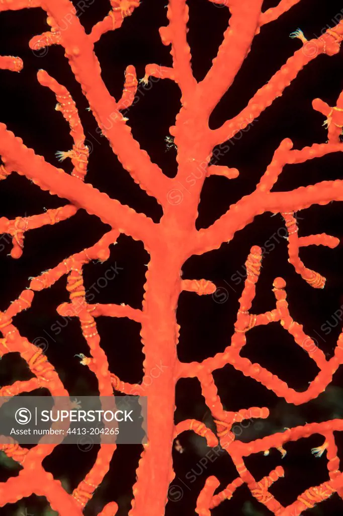 Red coral New Caledonia