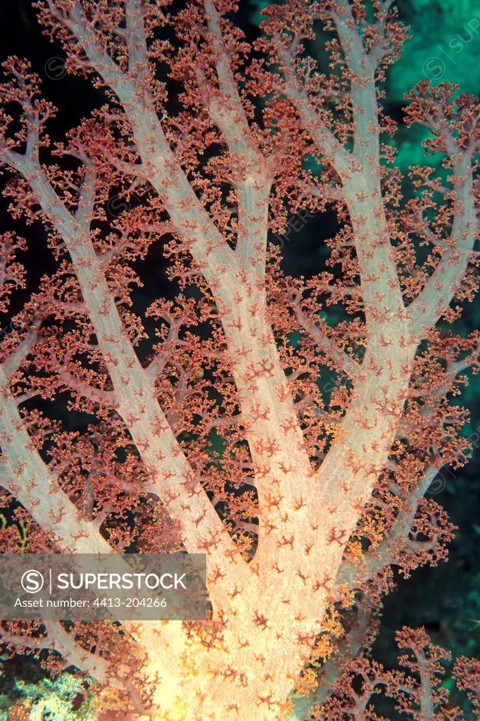 Spiny coral New Caledonia