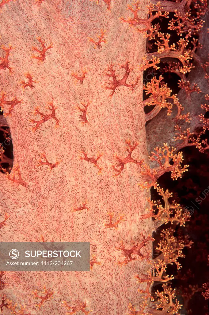 Spiny coral New Caledonia