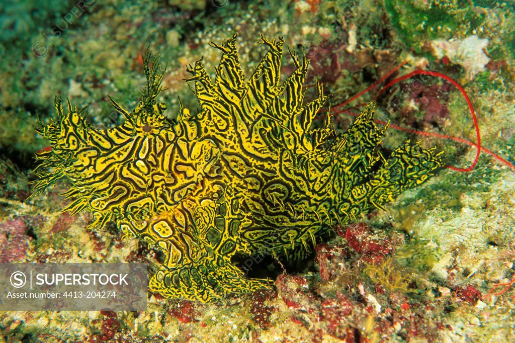 Merlet's Scorpionfish Lifou Loyalty Islands New Caledonia