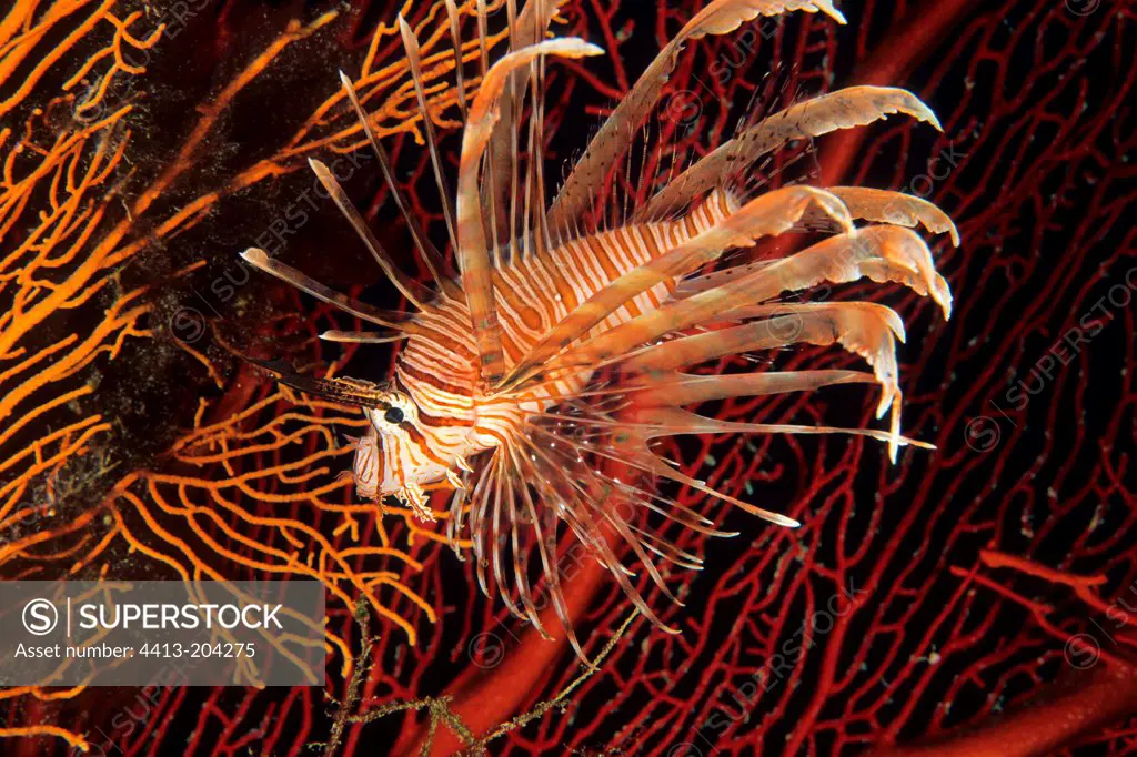 Red Lionfish New Caledonia