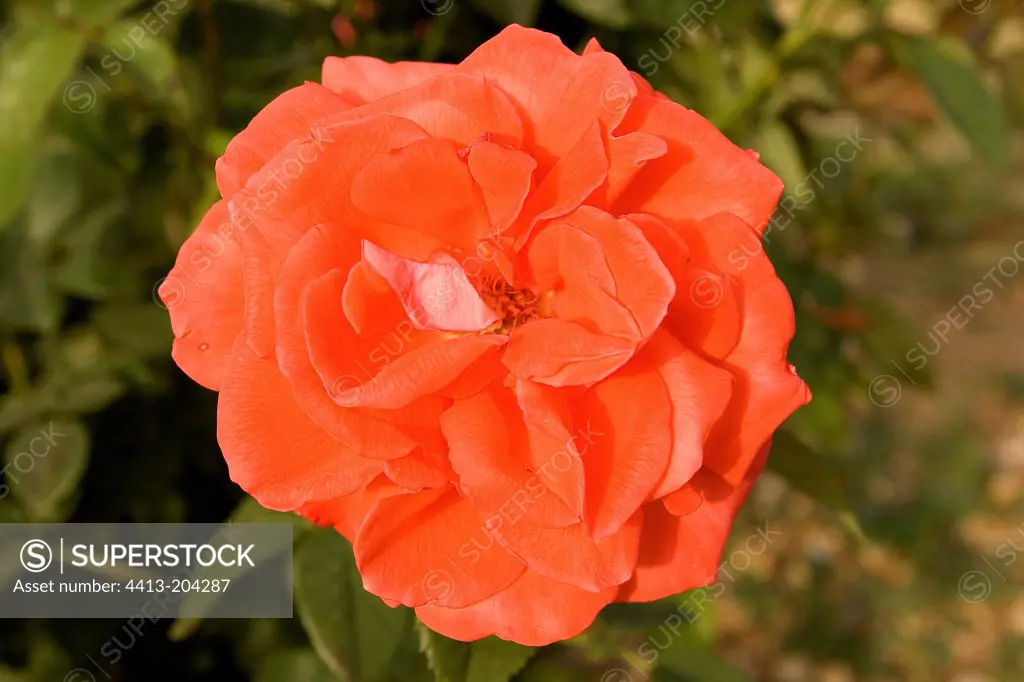 Orange Flower Rose in summer season
