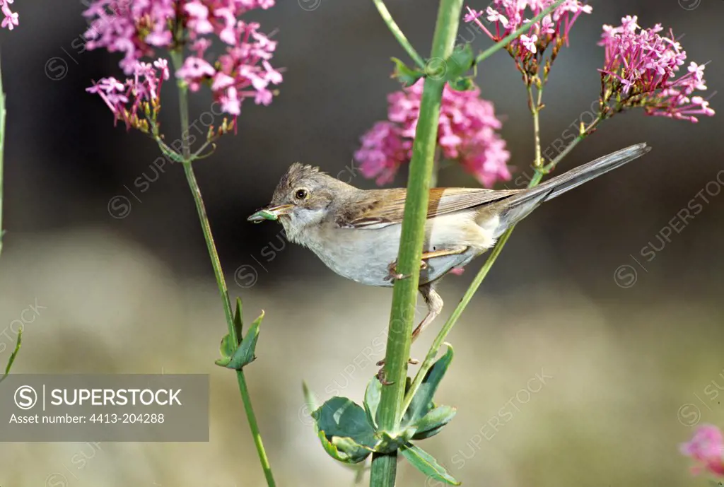 Common Whitethroat clung on a stem France