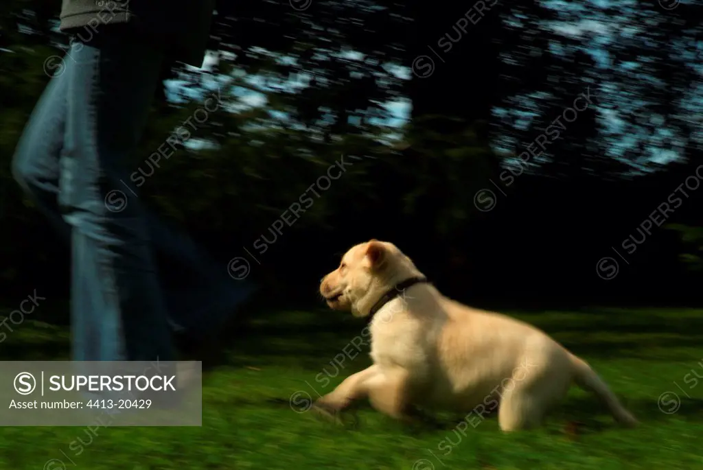 Puppy of Labrador running with its maitress in the garden