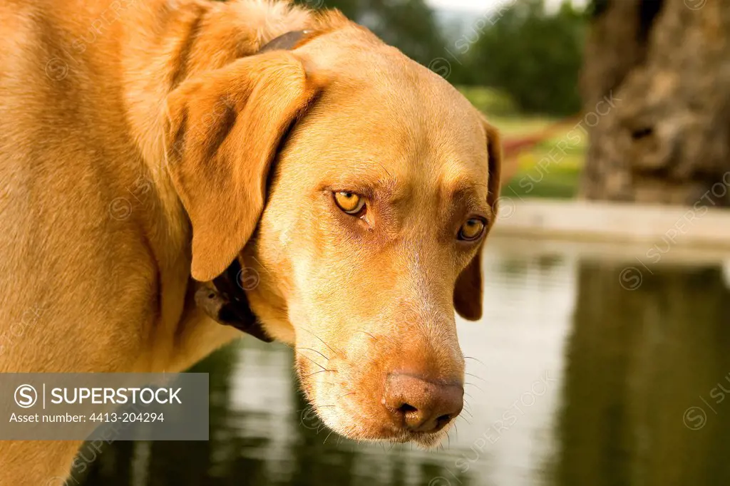 Portrait of a bastard dog at the edge of a waterhole