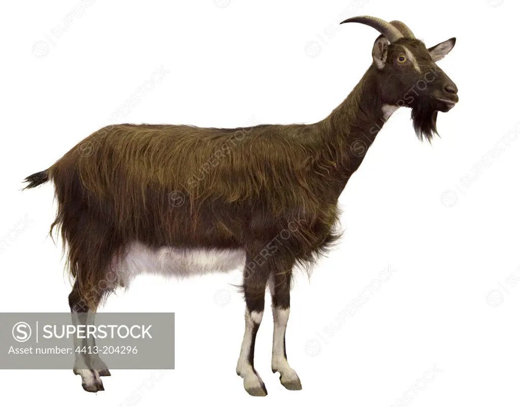 Poitevine goat on white background